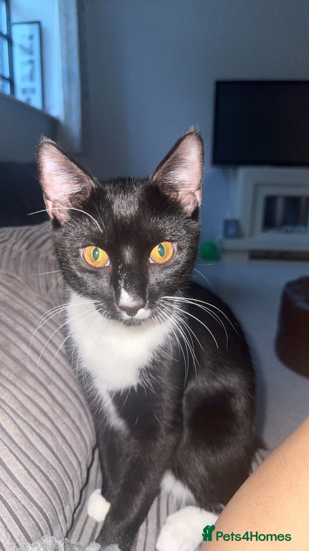 British Shorthair cats Cat looking for new home - Advert 3