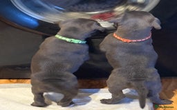 Staffordshire Bull Terrier dogs for sale: Lovely kc reg Staffordshire bull terrier puppies  - Image 31