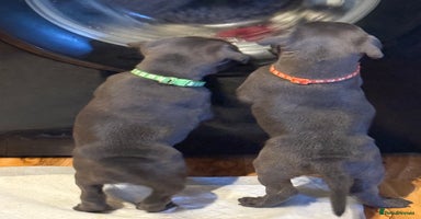 Staffordshire Bull Terrier dogs - Advert 7