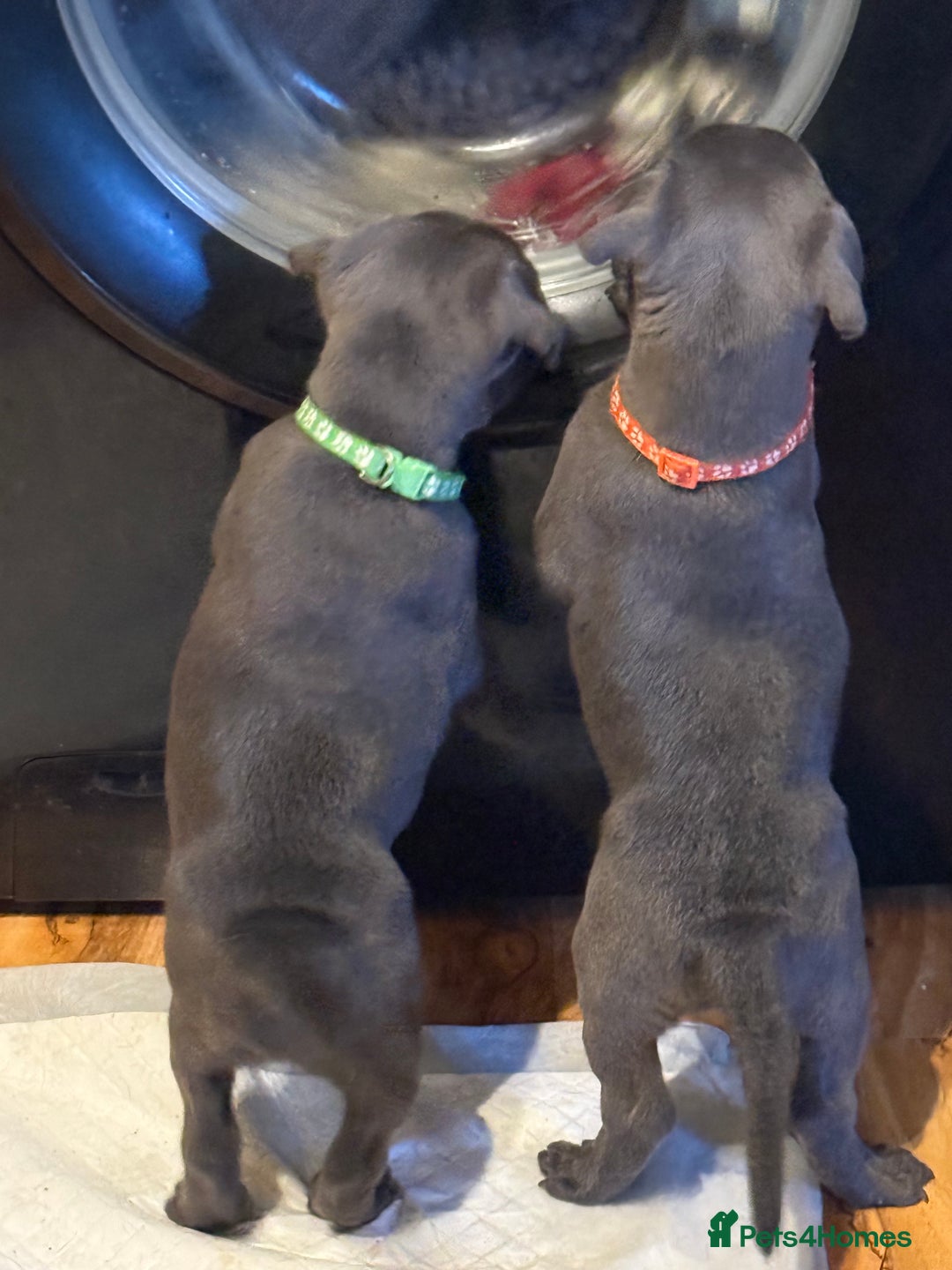 Staffordshire Bull Terrier dogs for sale: Lovely kc reg Staffordshire bull terrier puppies  - Image 31
