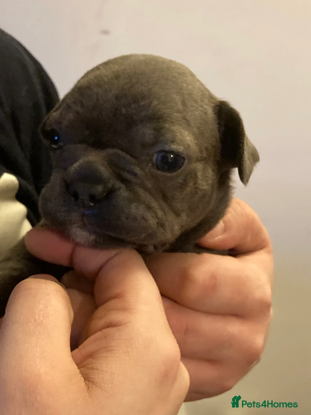 French Bulldog dogs for sale: French Bulldog puppies in Ellesmere - Advert 2