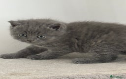 British Shorthair cats for sale: British shorthair kittens “Ready now” - Image 11