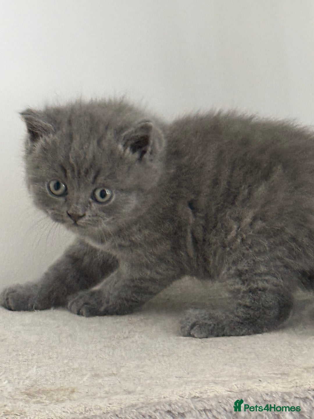 British Shorthair cats for sale: British shorthair kittens “Ready now” - Image 11
