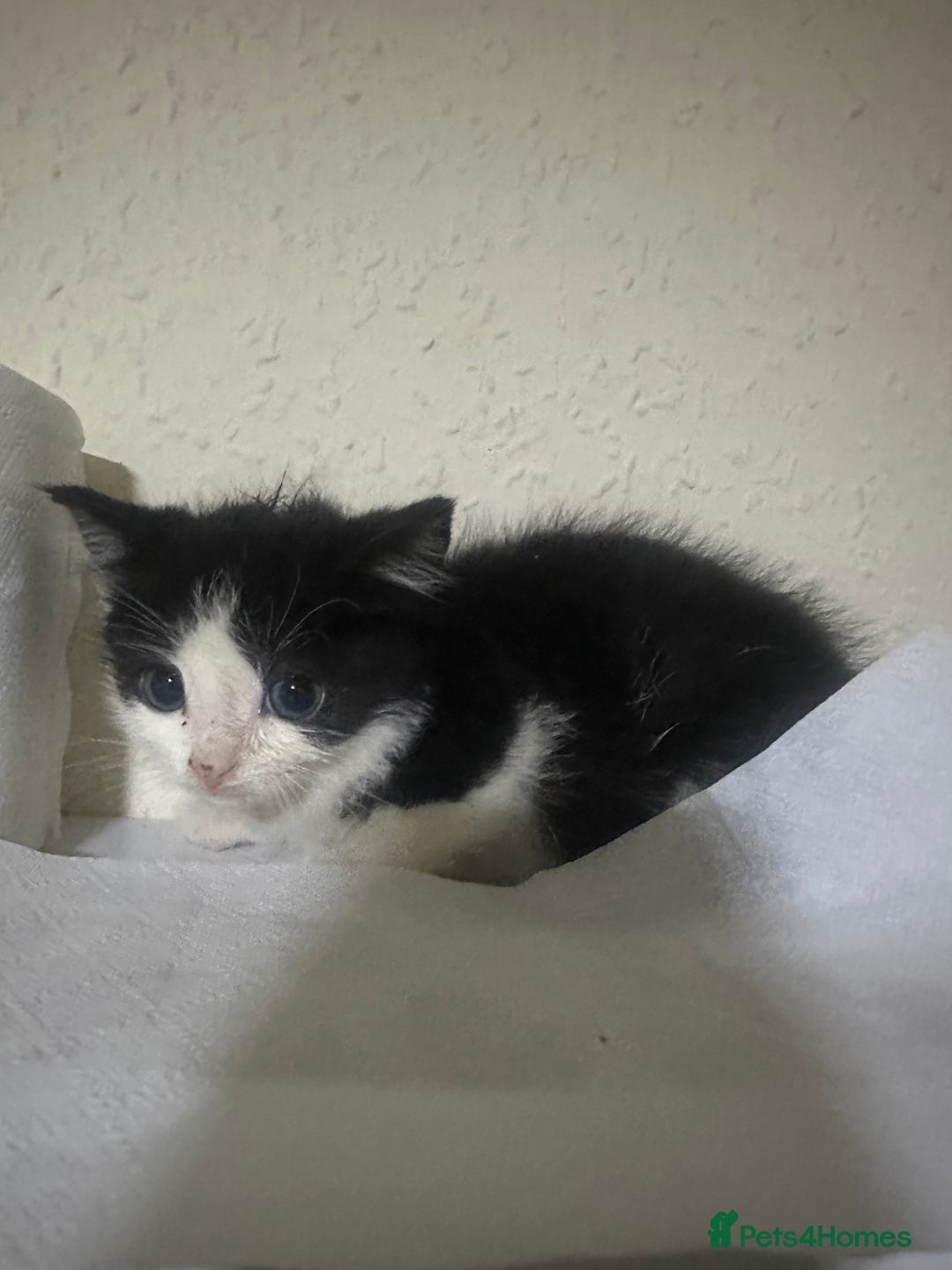 Domestic Shorthair cats for sale: BLACK AND WHITE KITTENS - Advert 3