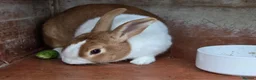 Mixed Breed rabbits for sale: Young boy rabbit - Advert 2