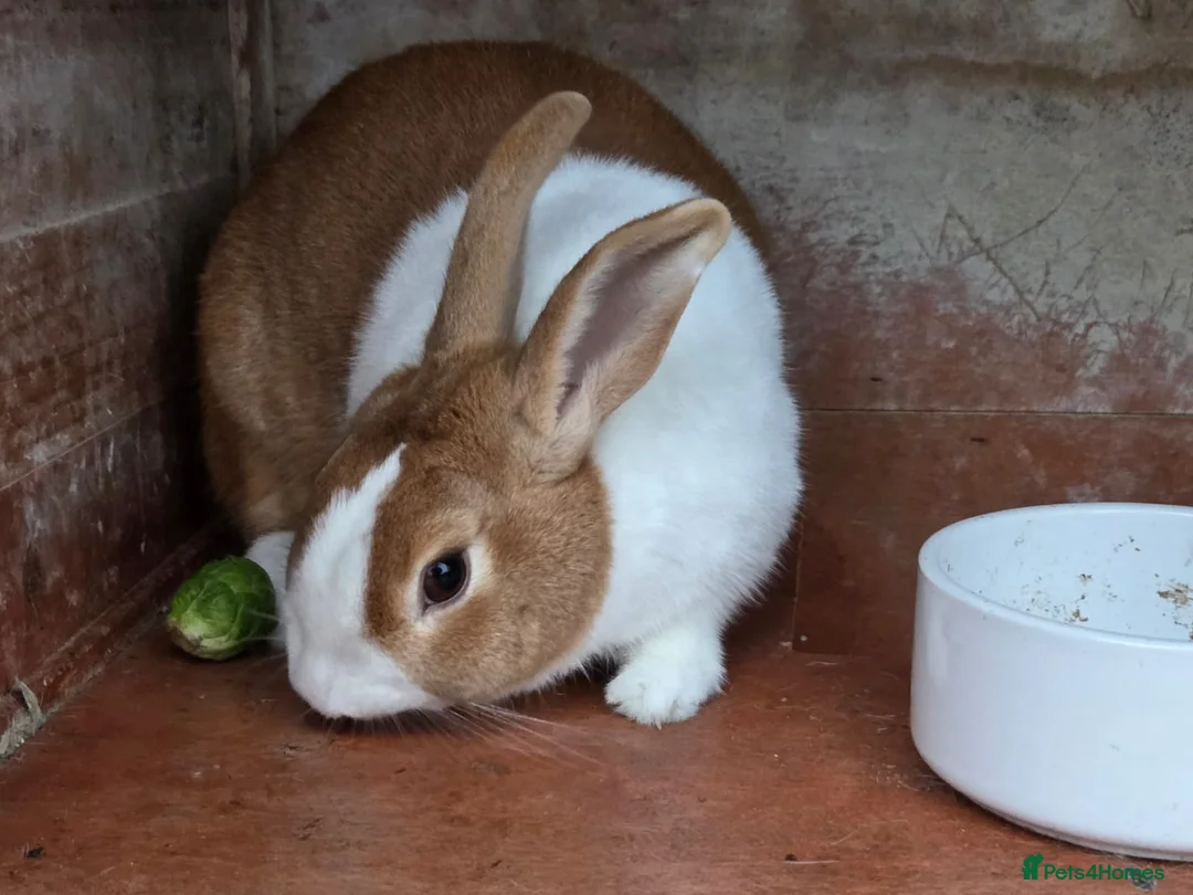 Mixed Breed rabbits for sale: Young boy rabbit - Advert 2