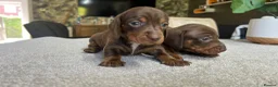Miniature Dachshund dogs for sale: KC Mini Dachshund Puppies – Dapple & Chocolate - Advert 2