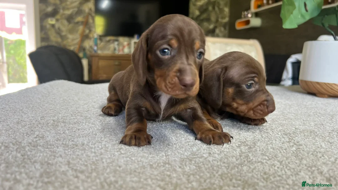 Miniature Dachshund dogs for sale: KC Mini Dachshund Puppies – Dapple & Chocolate - Advert 2