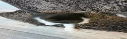 Mixed Breed cats for sale: Kittens for sale  in Ipswich - Advert 2
