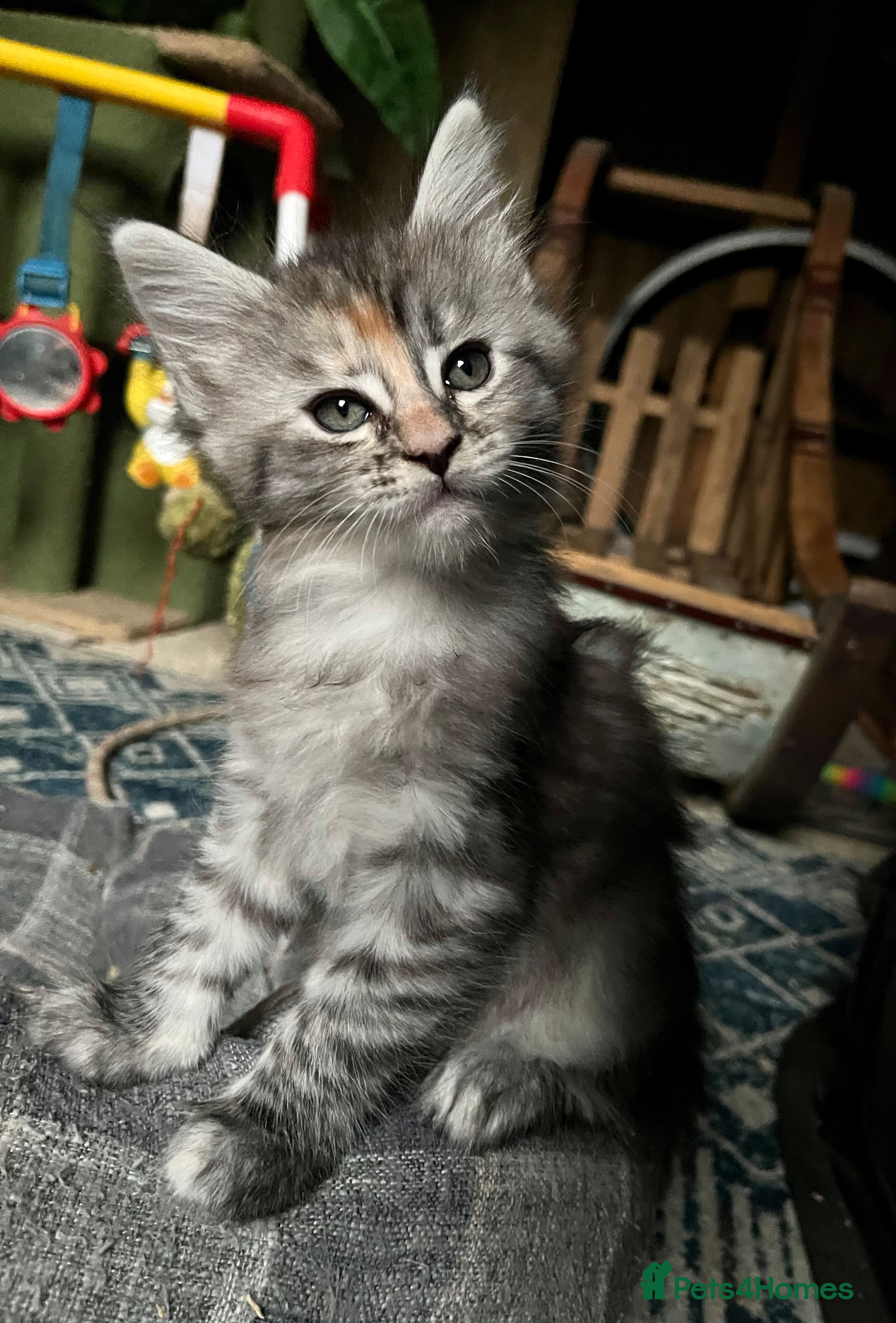 Maine Coon cats Pair of Maine Coon kittens from Registered parents - Advert 1