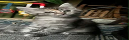 Maine Coon cats for sale: Pair of Maine Coon kittens from Registered parents - Advert 1