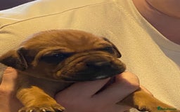 Mixed Breed dogs for sale: Boxsla (Boxer/Vizsla)  - Image 9