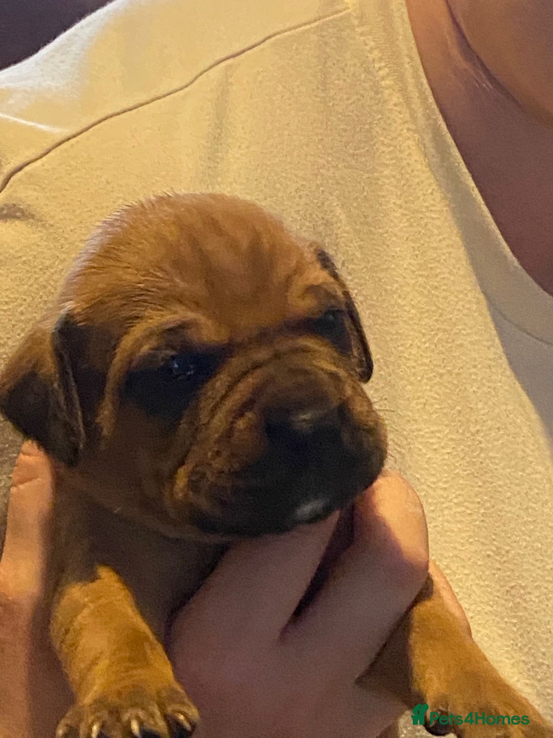 Mixed Breed dogs for sale: Boxsla (Boxer/Vizsla)  - Image 9