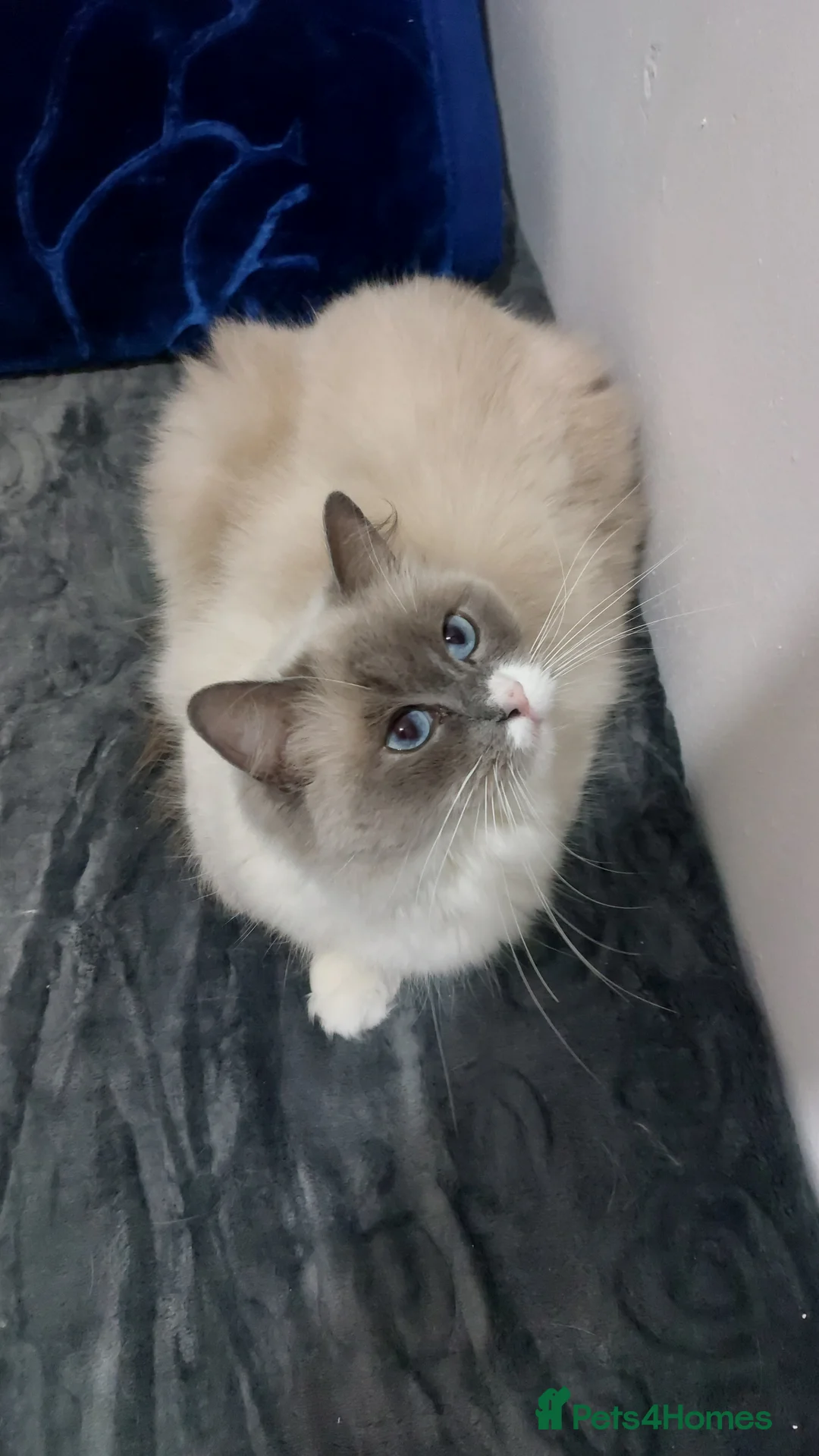 Ragdoll cats for sale: Beautiful Ragdoll Princess  - Advert 1