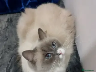 Ragdoll cats Beautiful Ragdoll Princess - Advert 1