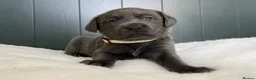Labrador Retriever dogs for sale: ⭐Highest Health Tested Silvers & Charcoals⭐  - Advert 16