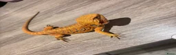 Bearded Dragon reptiles for sale: 2 female bearded dragons  in Herne Bay - Advert 3
