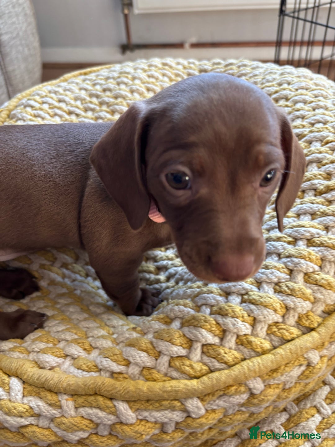 Miniature Dachshund dogs for sale: Stunning KC Reg chocolate/tan Dachshund puppies - Image 10