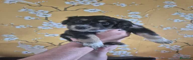 Mixed Breed Puppy 6