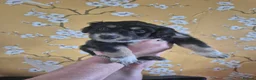Mixed Breed dogs for sale: Borderpoo puppies - Advert 15