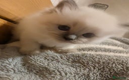 Ragdoll cats for sale: Adorable, fluffy, blue eyed kittens for sale  - Image 3