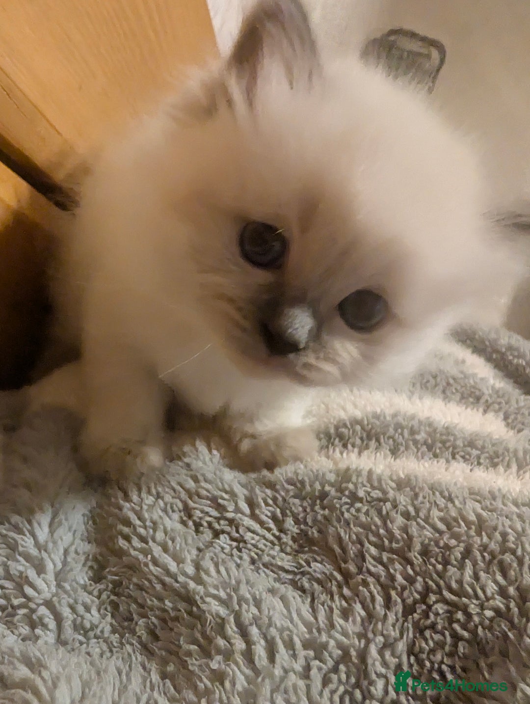 Ragdoll cats for sale: Adorable, fluffy, blue eyed kittens for sale  - Image 3