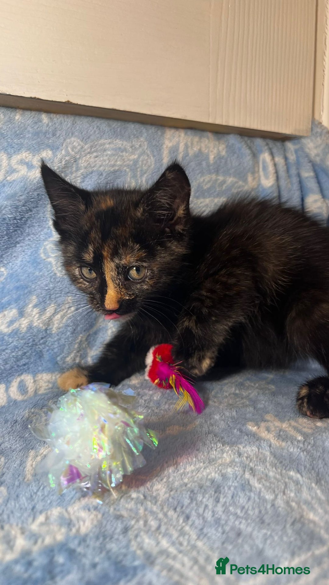 Mixed Breed cats for sale: 6 Lovely Kittens - Image 25