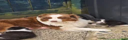 Australian Shepherd dogs for sale: Australian Shepherd  - Advert 29