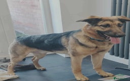 German Shepherd dogs for adoption: Sweet Sammy is ready for his forever home - Image 8
