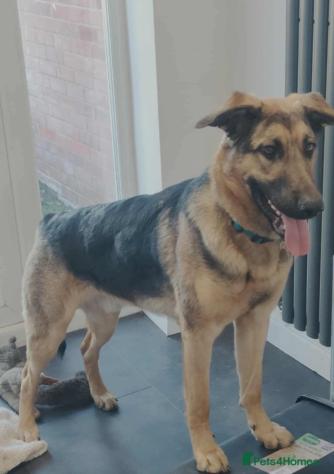 German Shepherd dogs for adoption: Sweet Sammy is ready for his forever home - Image 8