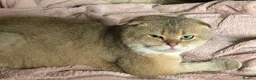 Scottish Fold cats for sale: Stunning Gold Sottish Fold make for sale  - Advert 5