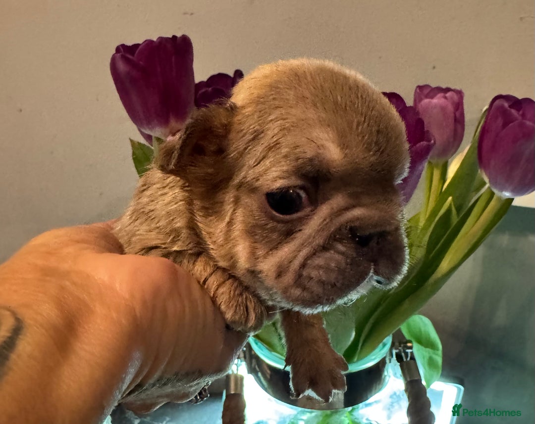 French Bulldog dogs for sale: *Unique fluffy French Bulldogs* - Advert 15