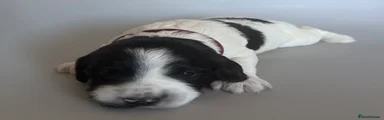 Mixed Breed Puppy 2