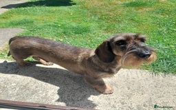 Dachshund dogs for stud: KC Wirehaired Dachshund  - Image 1
