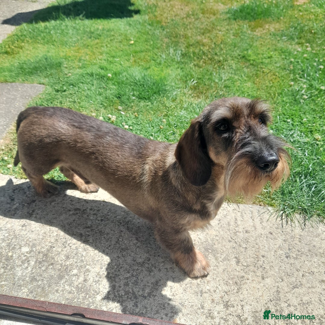 Dachshund dogs for stud: KC Wirehaired Dachshund  - Image 1