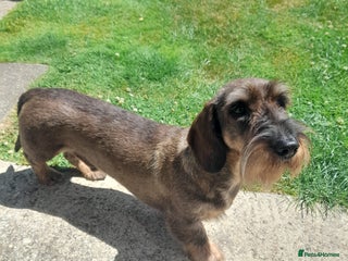 Dachshund dogs KC Wirehaired Dachshund - Advert 9