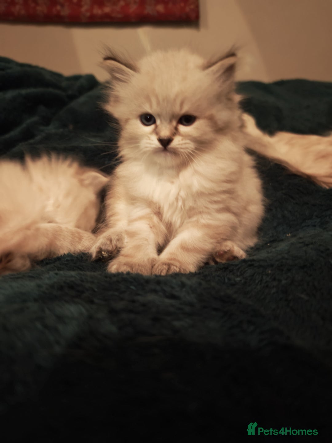 Siberian cats for sale: GCCF +TICA parents - Image 21