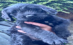 Australian Labradoodle dogs for sale: Stunning Multigen Mini Australian Labradoodle mix. - Image 17