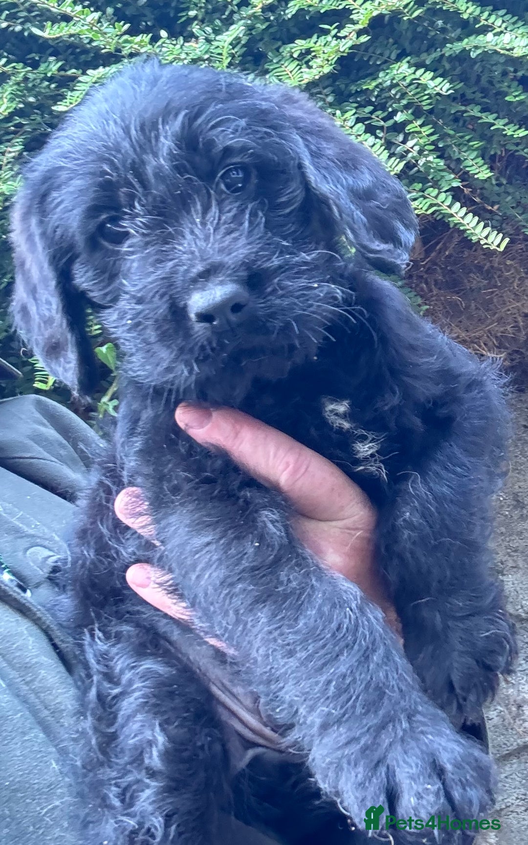 Australian Labradoodle dogs for sale: Stunning Multigen Mini Australian Labradoodle mix. - Image 17