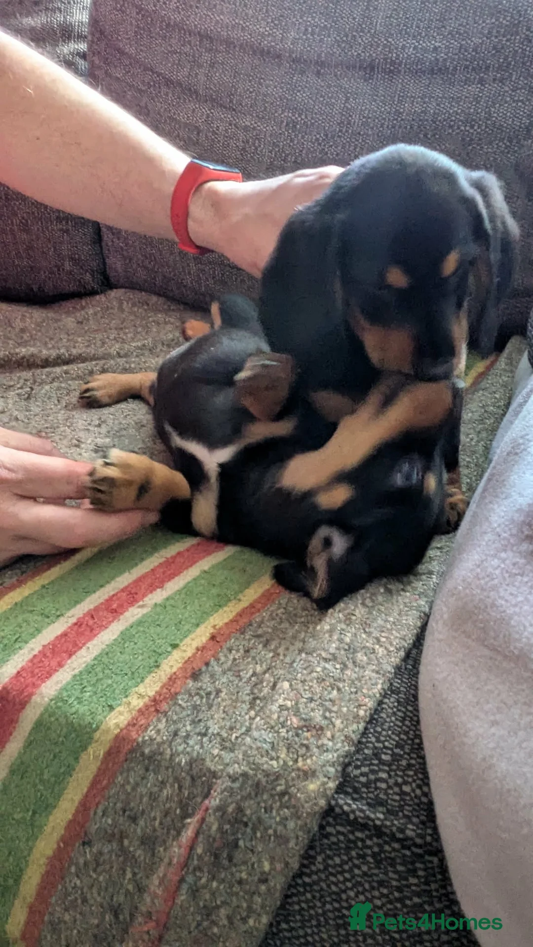 Dachshund dogs for sale: Stunning Long Haired Dachshund Puppies  - Advert 12