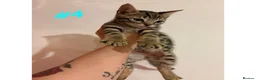 Bengal cats for sale: Adorable Kittens  - Advert 2