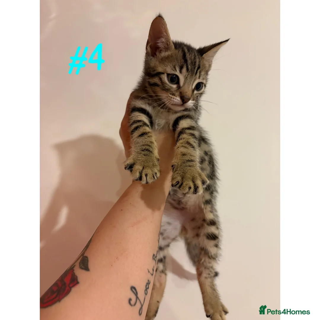 Bengal cats for sale: Adorable Kittens  - Advert 2