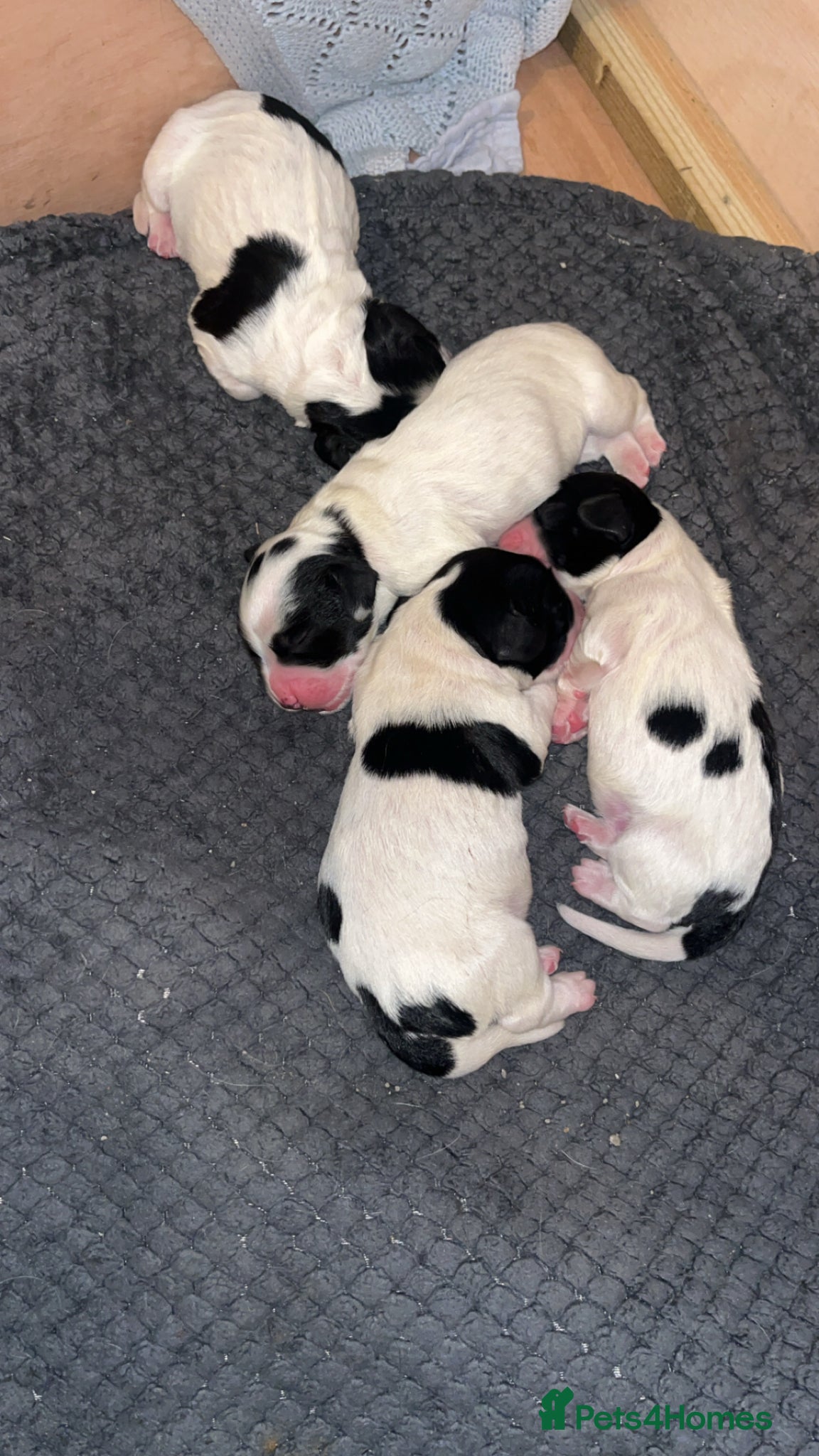 Sprocker dogs for sale: 12 beautiful sprocker spaniels  - Advert 16