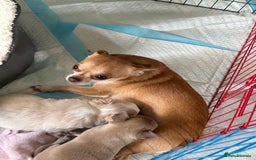 Chihuahua dogs for sale: Two beautiful Chihuahua Puppies  - Image 5