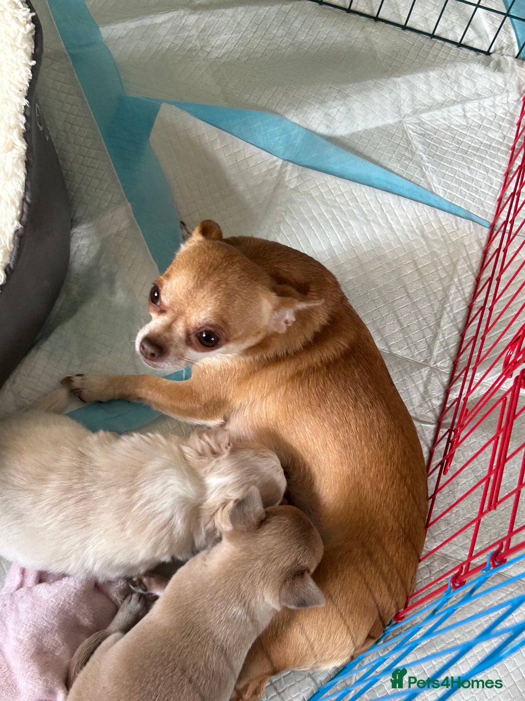 Chihuahua dogs for sale: Two beautiful Chihuahua Puppies  - Image 5