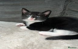 Domestic Shorthair cats for sale: Beautiful kittens looking for forever homes🩷💙🐾 - Image 13