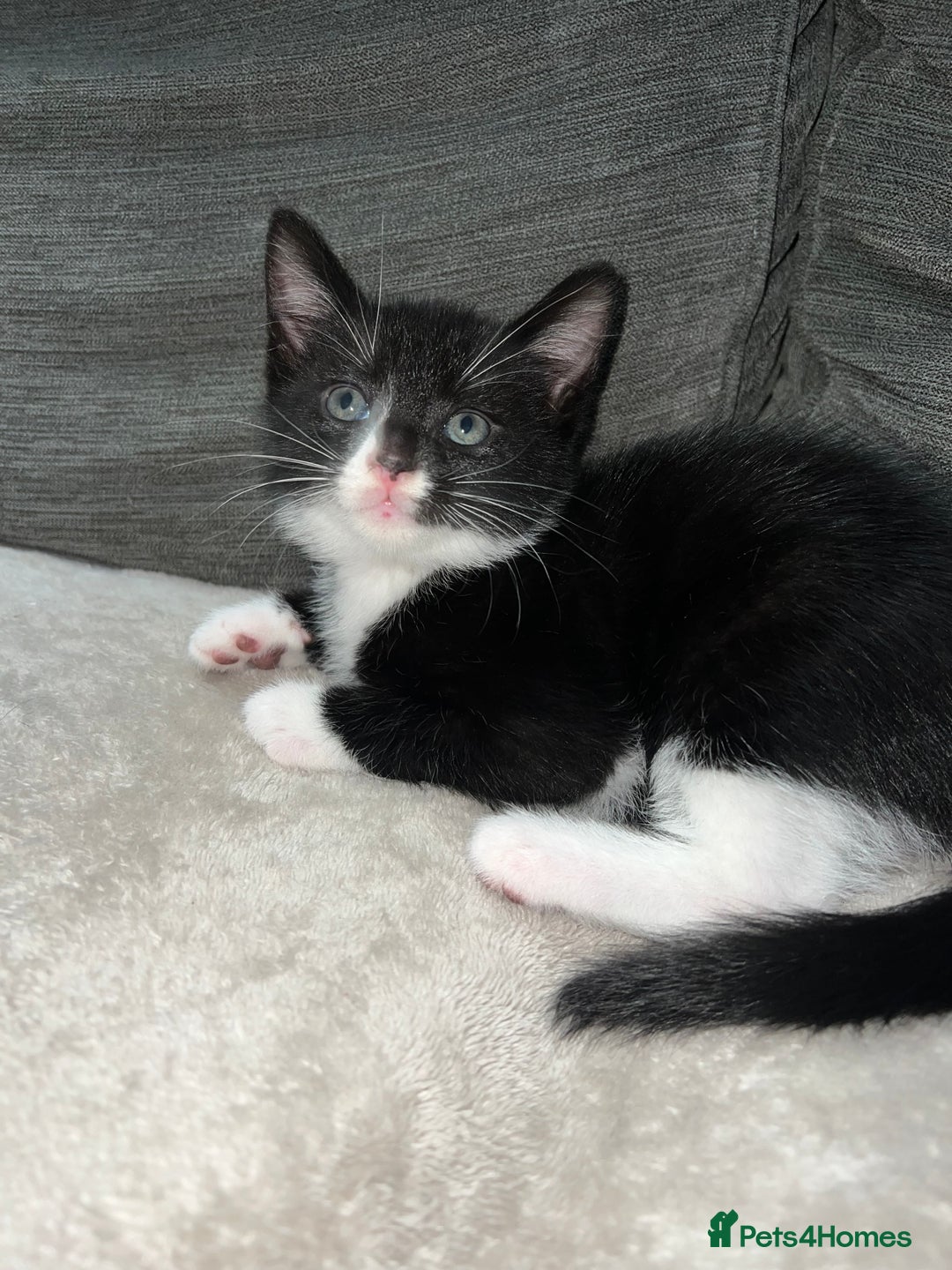 Domestic Shorthair cats for sale: Beautiful kittens looking for forever homes🩷💙🐾 - Image 13