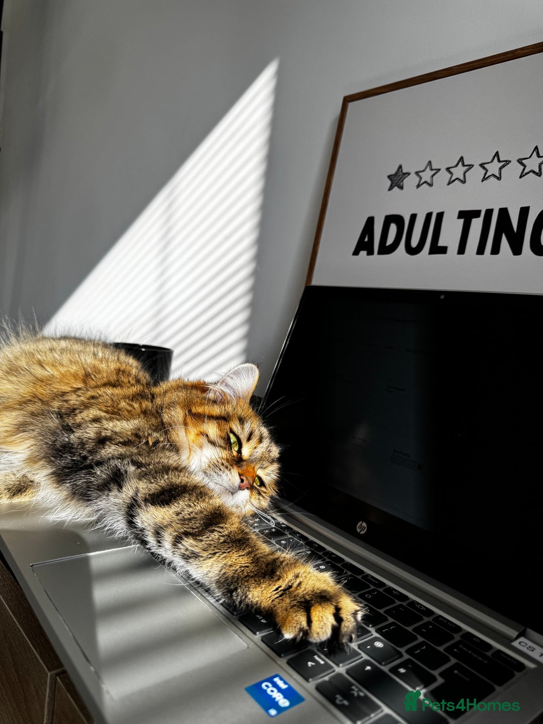 Domestic Shorthair cats for sale: 2 1/2 year old sweet girl  - Advert 1