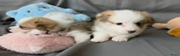 Welsh Corgi Pembroke dogs for sale: Corgi Puppies for Loving Homes – 1 Male, 1 Females - Advert 11