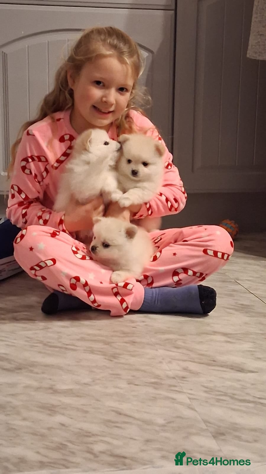 Pomeranian dogs 💖 PURE WHITE POMMERAINIAN💝 READY NOW - Advert 13